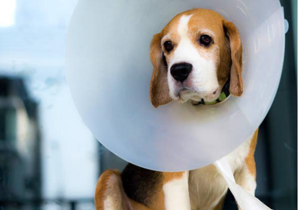 Ferita di sterilizzazione nel cane gonfia: perché e cosa fare - Cosa fare se la ferita di sterilizzazione nel cane è gonfia