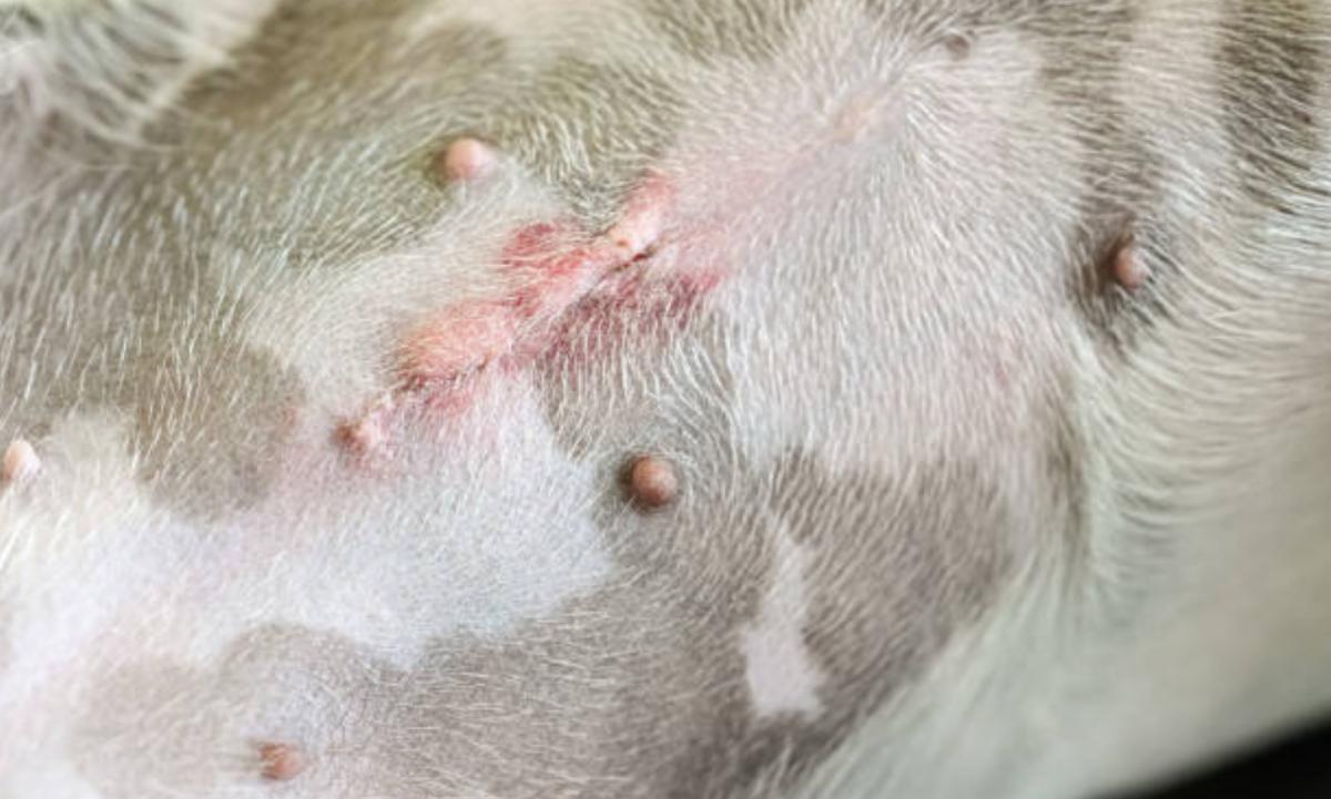 Ferita di sterilizzazione nel cane gonfia: perché e cosa fare