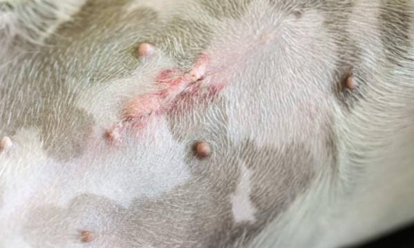 Ferita di sterilizzazione nel cane gonfia: perché e cosa fare