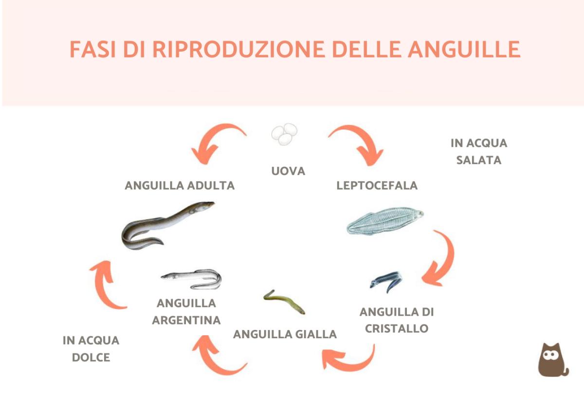 Come si riproducono le anguille?