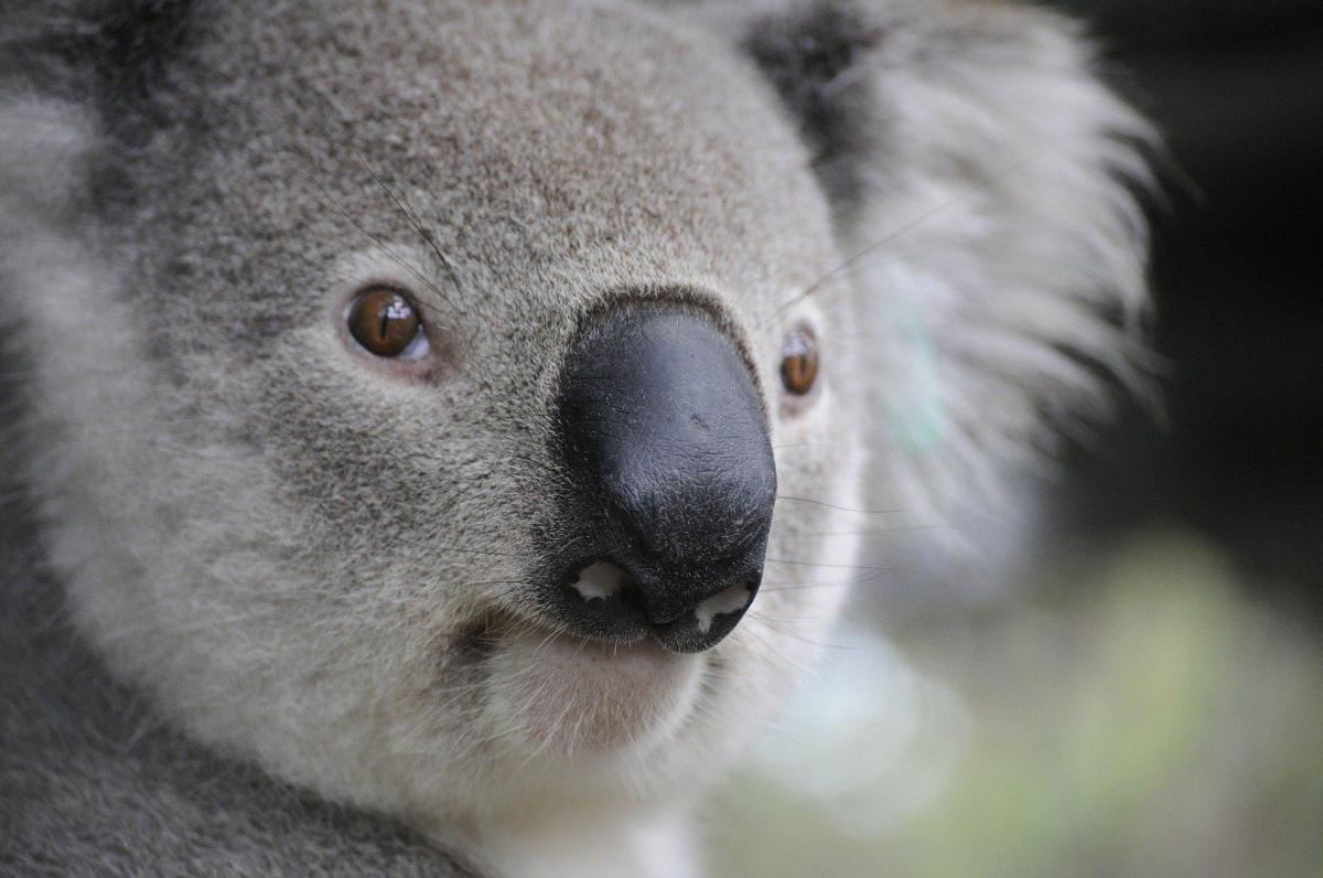 Curiosità sui koala