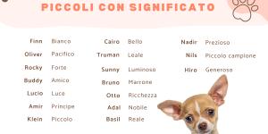 Nomi per cagnolini piccoli con significato