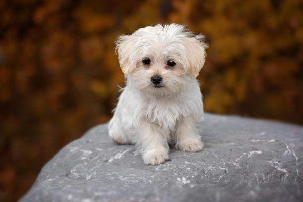 Nomi per cagnolini piccoli con significato - Nomi per cagnolini piccoli maschi con bei significati