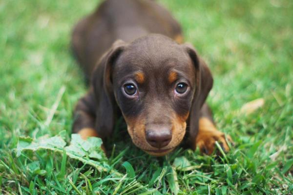 Nomi per cagnolini piccoli con significato - Nomi per cagnolini piccoli maschi e il loro significato in diverse lingue