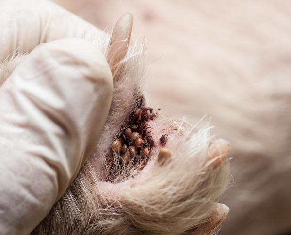 Sverminare il cane - Perché è importante farlo ogni mese