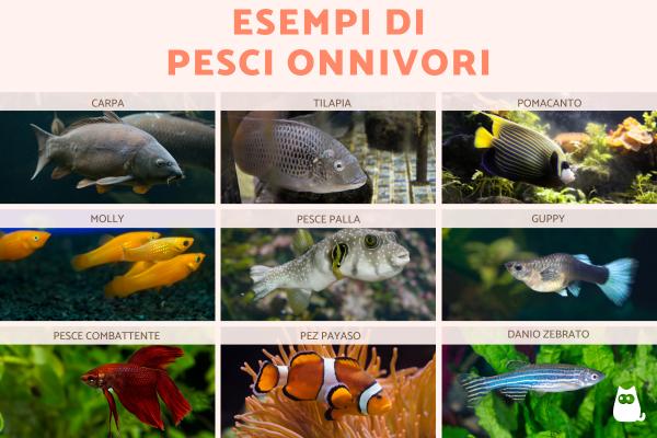 Pesci onnivori: quali sono e lista con esempi - Esempi di pesci onnivori