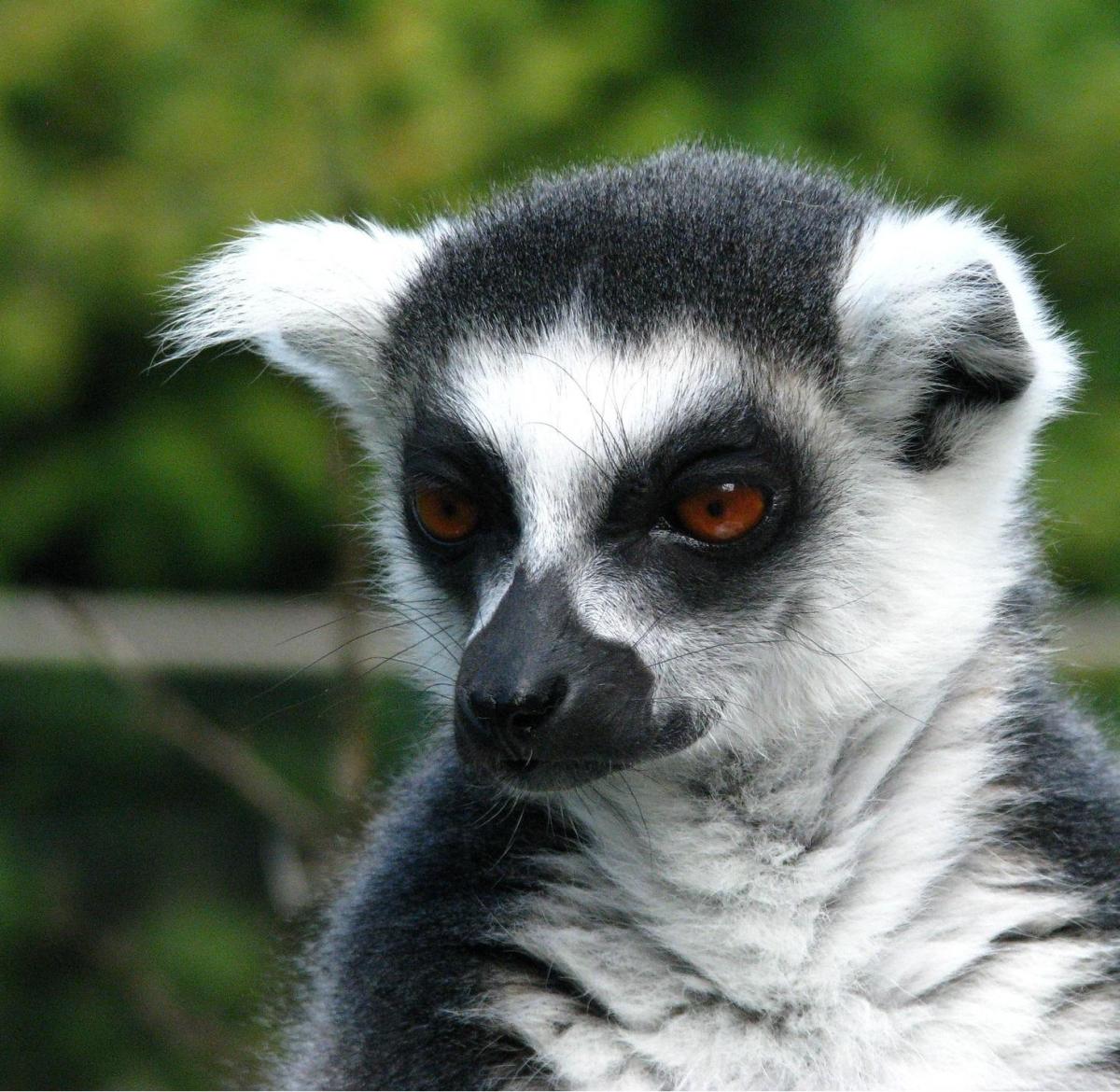 Habitat dei lemuri