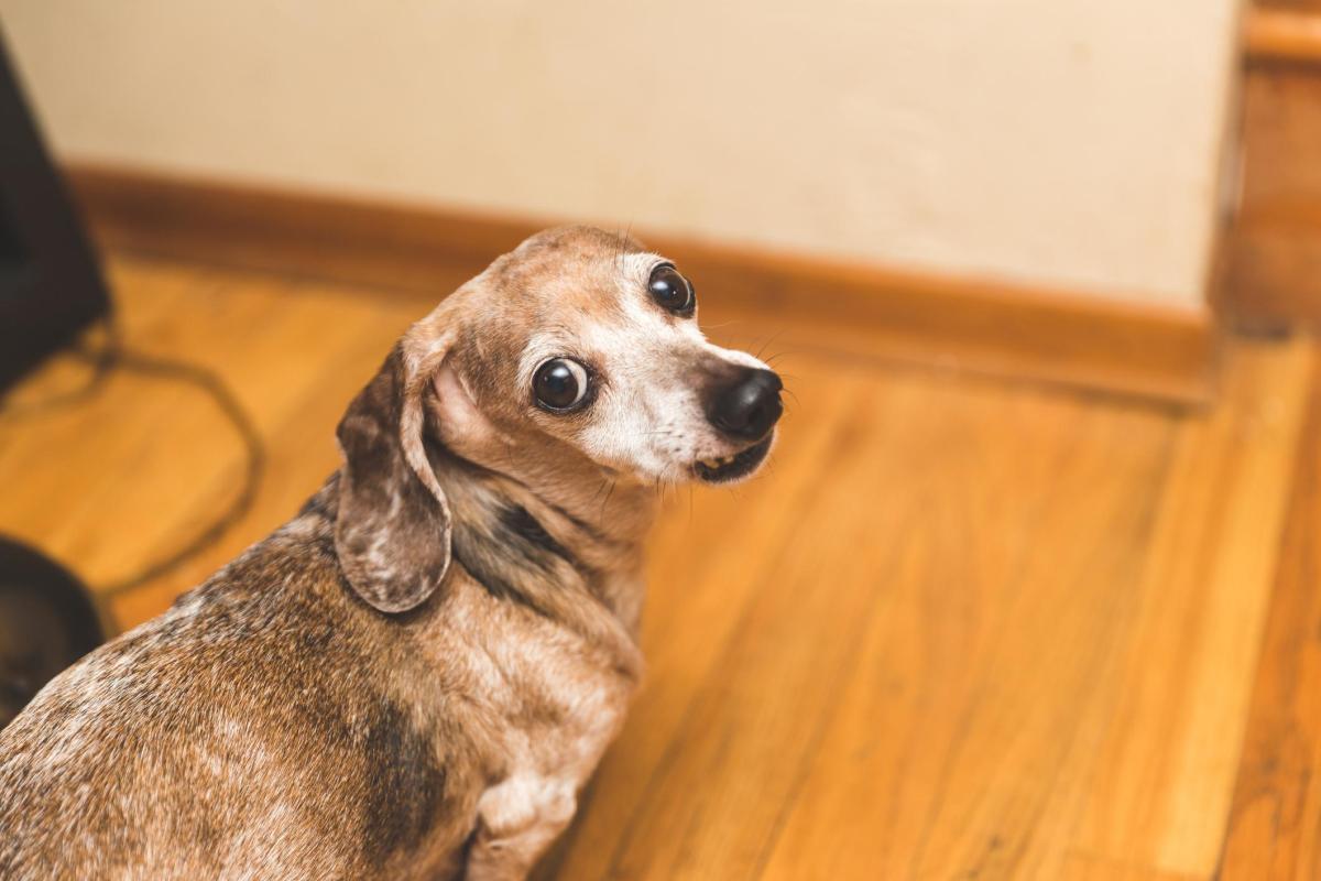 Il mio cane anziano è agitato di notte