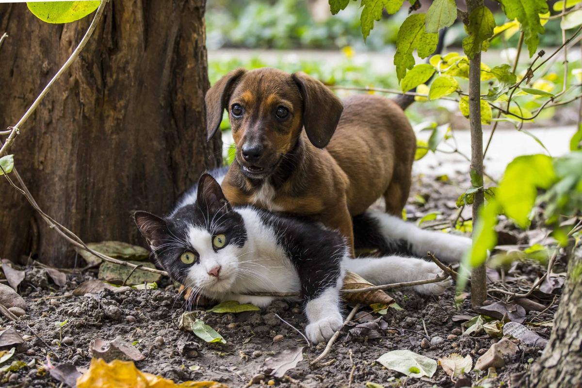 Esiste un incrocio tra cane e gatto?
