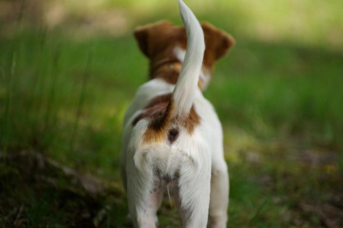 Coda rotta nel cane: Cause e cure