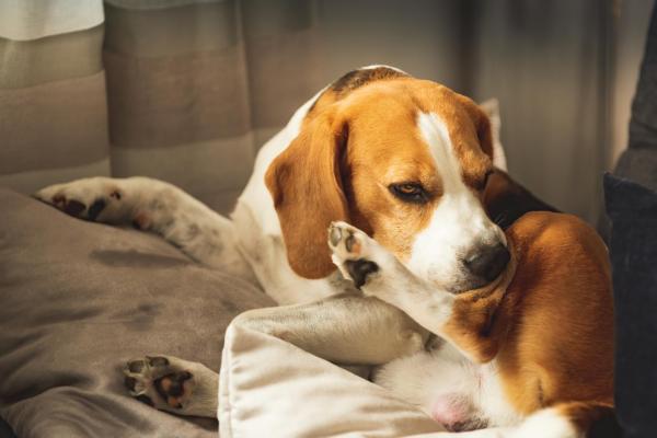 Puntura di pappataci nel cane: sintomi, cura e rimedi