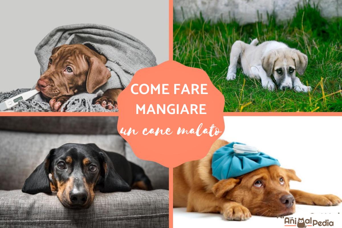 Come far mangiare un cane malato che non mangia