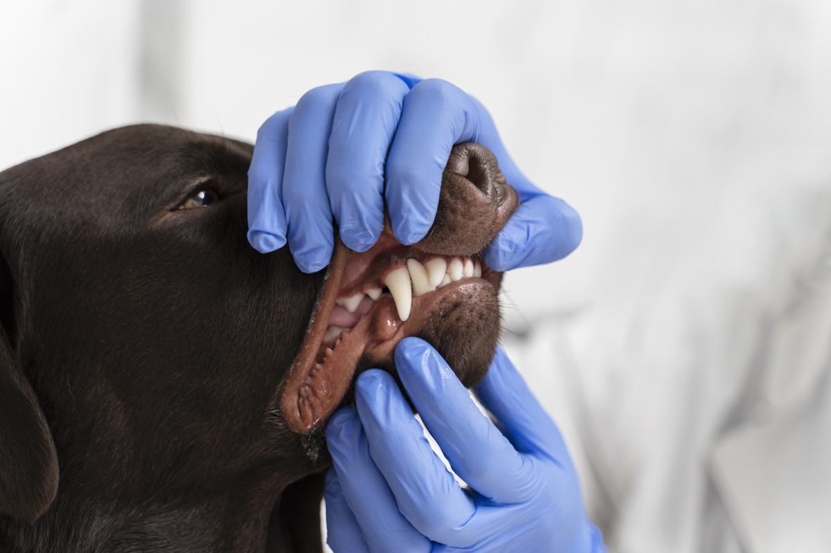 Malattie alle labbra del cane: elenco completo