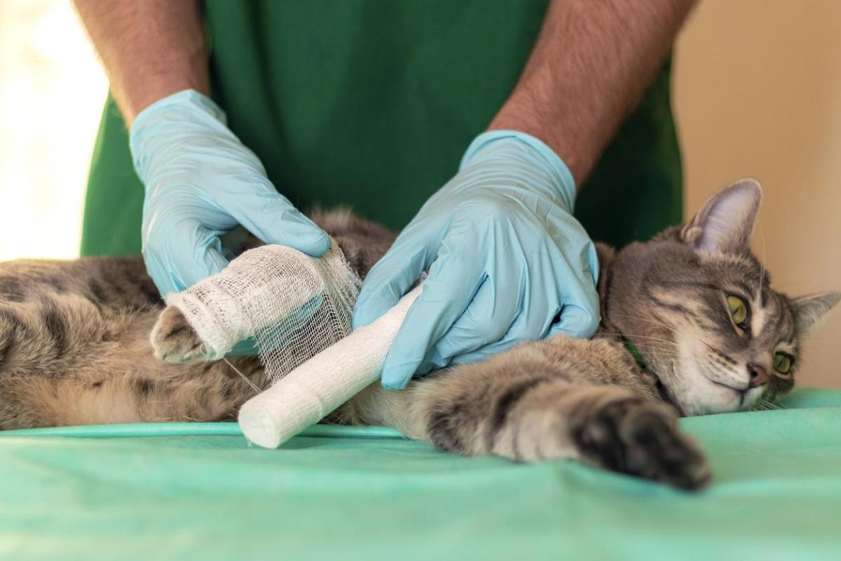 Zampa gonfia nel gatto: Cause e Rimedi