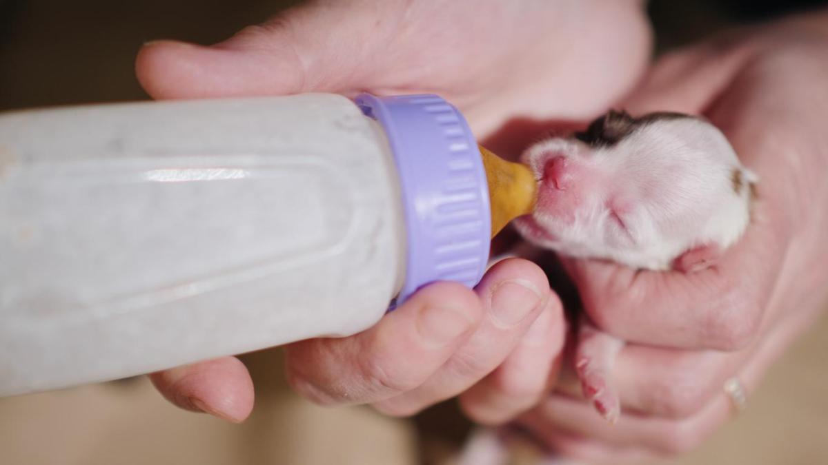 Cosa dare da mangiare a un cucciolo di un mese o meno