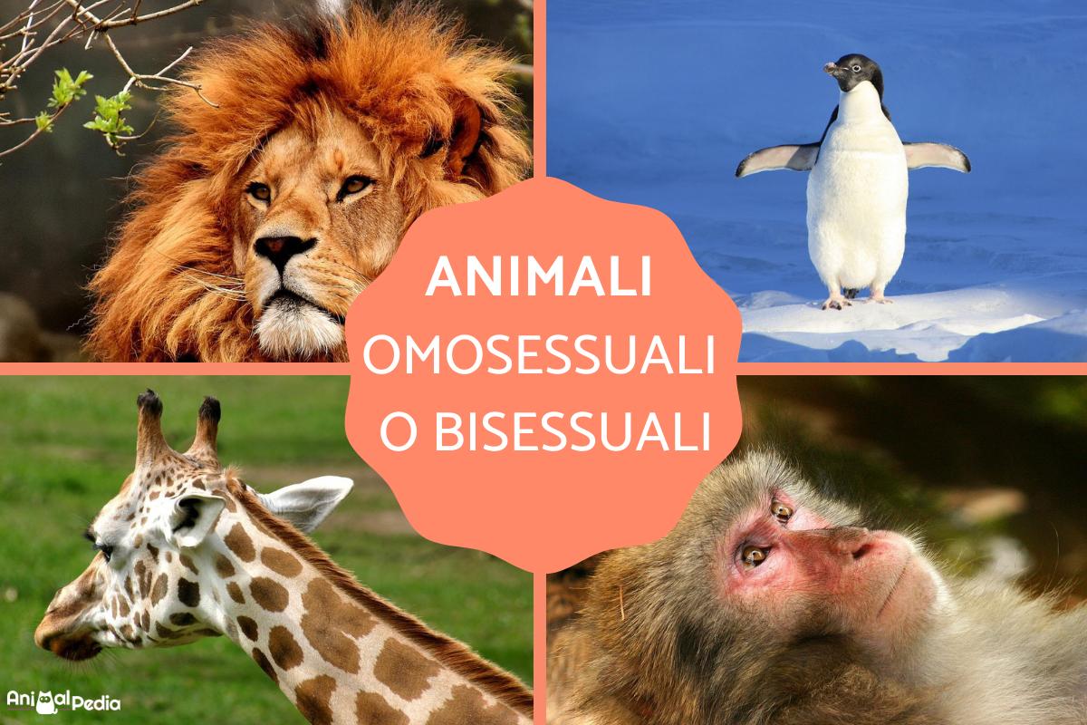 10 animali omosessuali