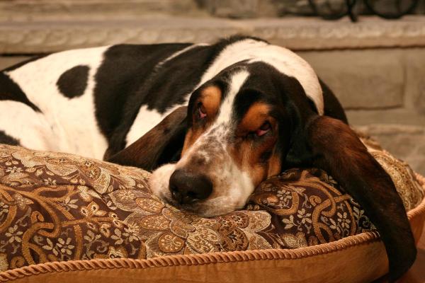 Qual è la razza di cane che dorme sempre? - 1. Basset hound