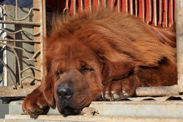 Qual è la razza di cane che dorme sempre? - 2. Mastino