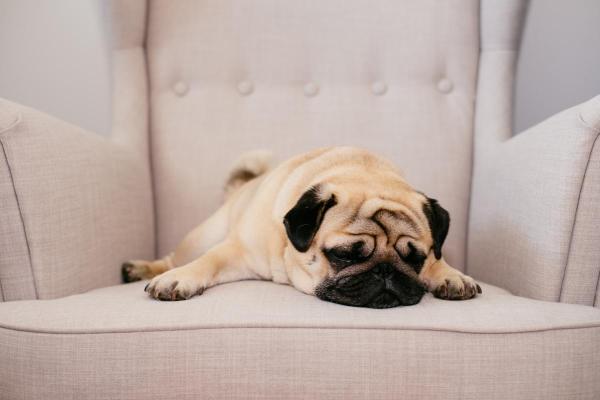 Qual è la razza di cane che dorme sempre? - 3. Carlino
