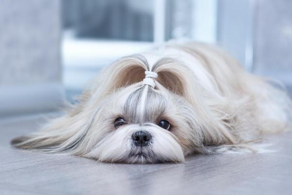 Qual è la razza di cane che dorme sempre? - 4. Shih tzu