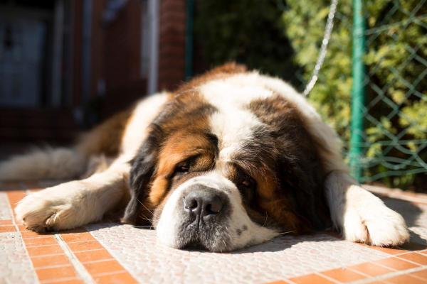 Qual è la razza di cane che dorme sempre? - 5. San Bernardo