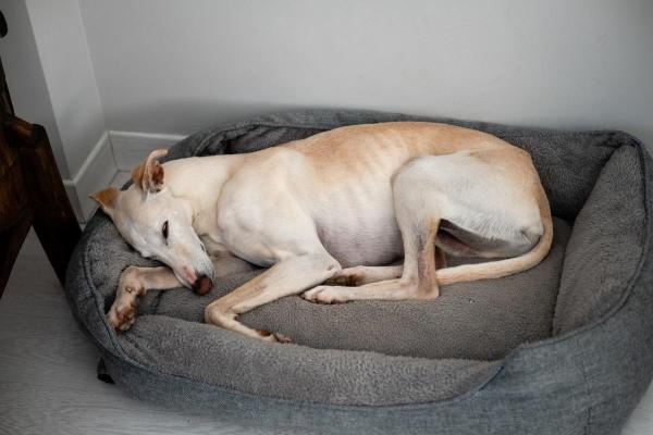 Qual è la razza di cane che dorme sempre? - 6. Levriero spagnolo