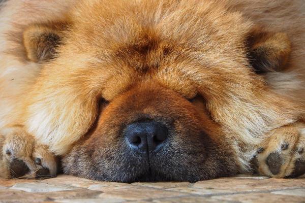 Qual è la razza di cane che dorme sempre? - 7. Chow chow