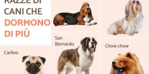 Qual è la razza di cane che dorme sempre?