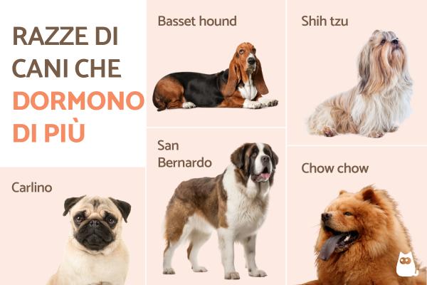 Qual è la razza di cane che dorme sempre?