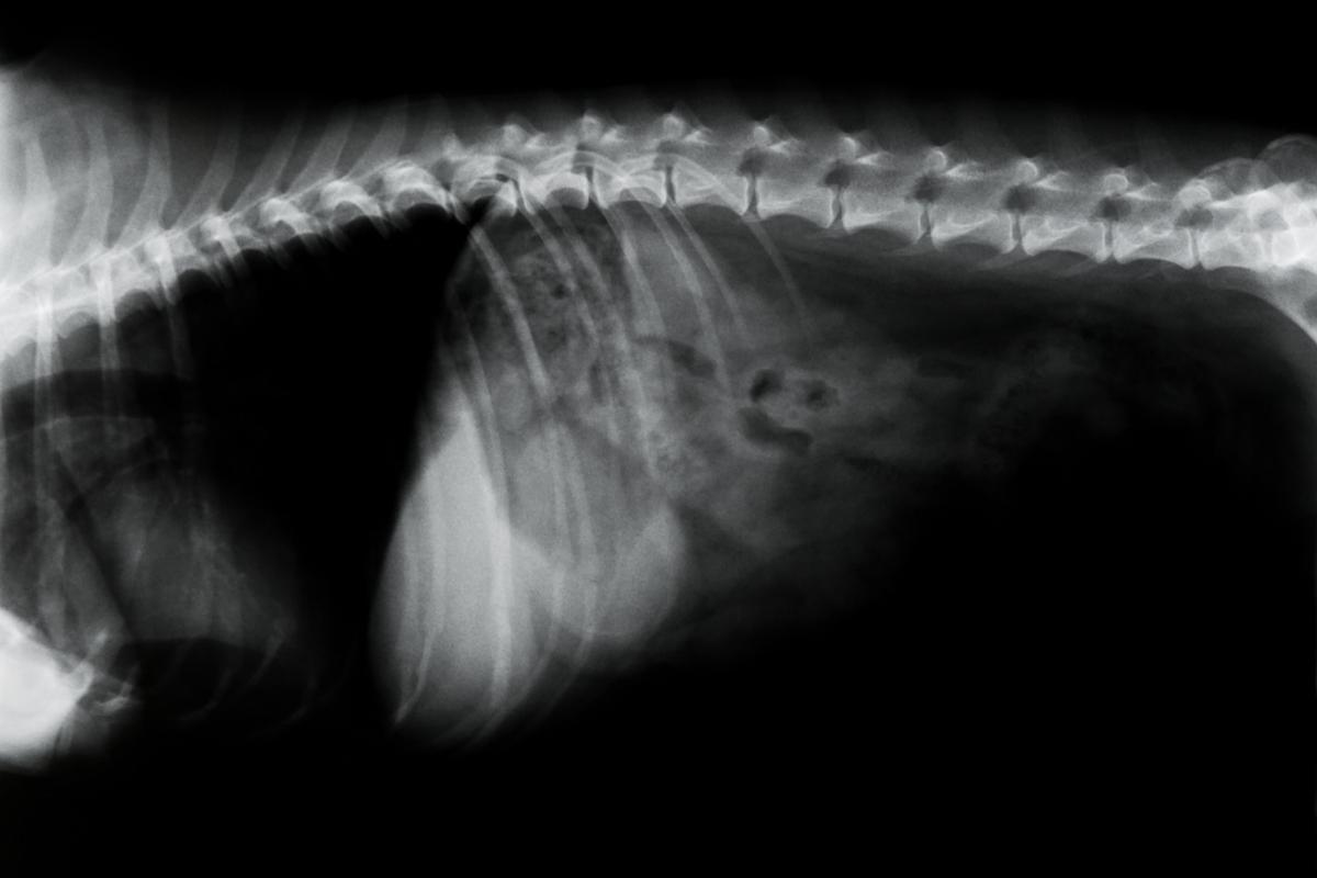Malattie della colonna vertebrale del cane: cause e trattamento