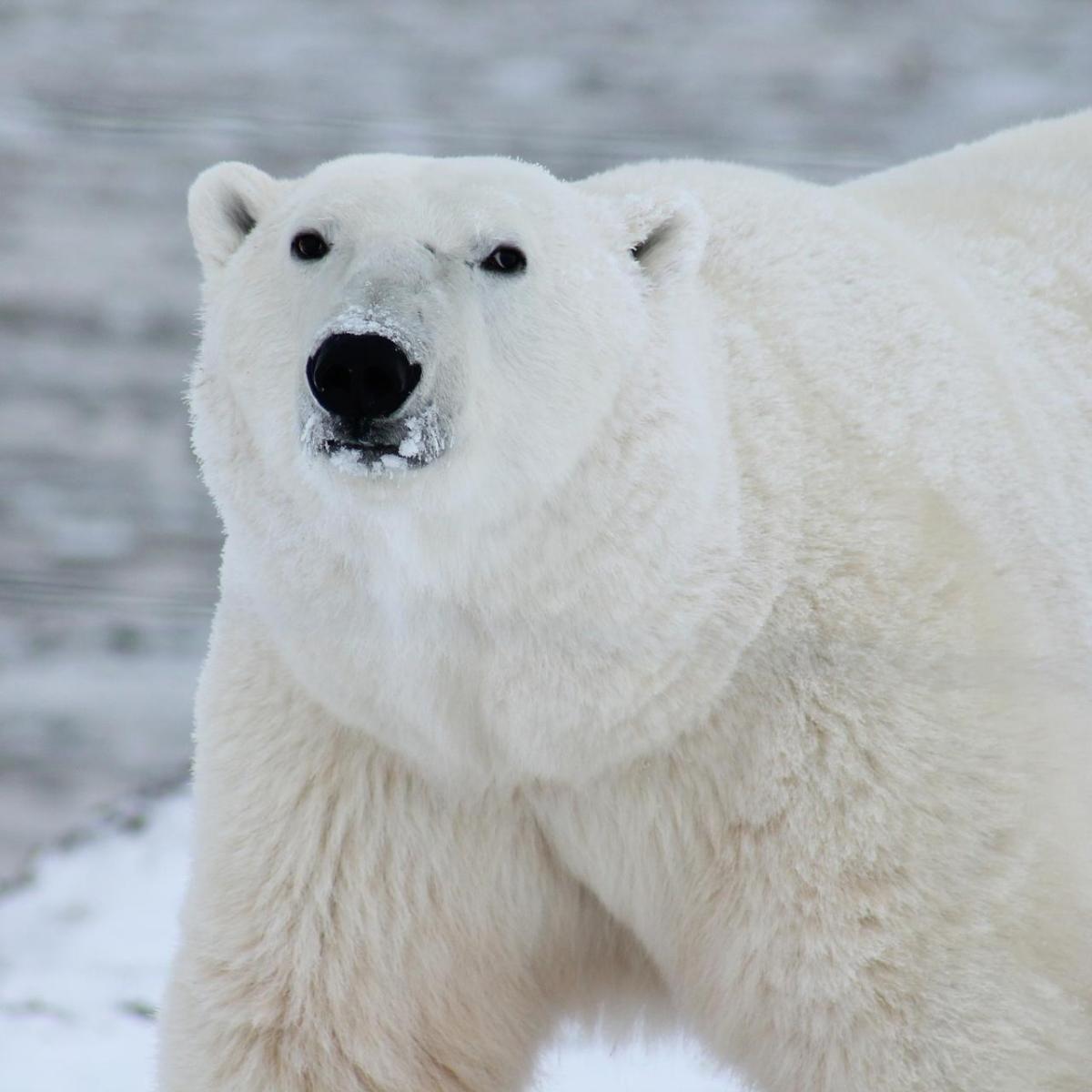 Come sopravvive l'orso polare al freddo
