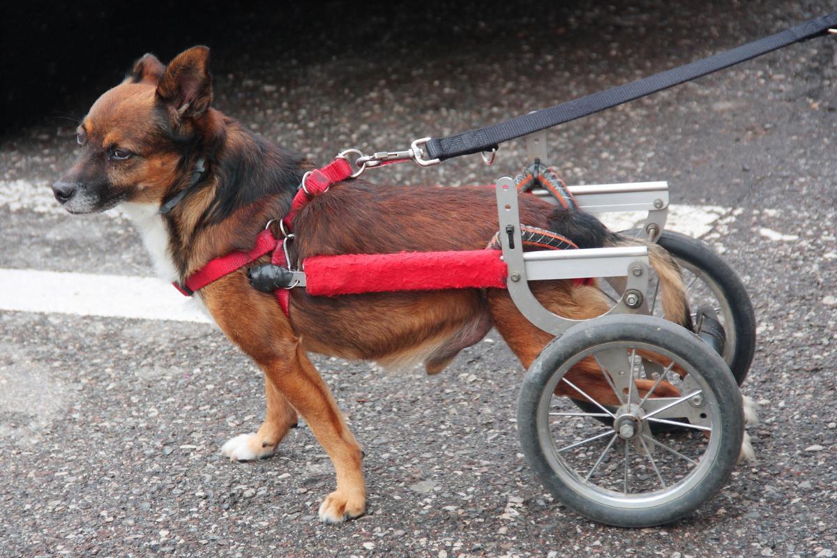 Mielopatia degenerativa nel cane: sintomi, diagnosi e cure