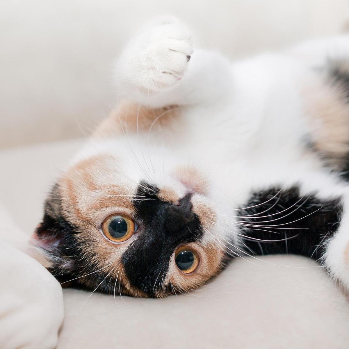Perché il carattere del mio gatto è cambiato?