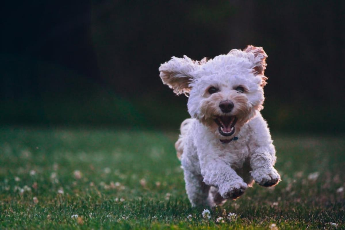 Quanto costa mantenere un cane?