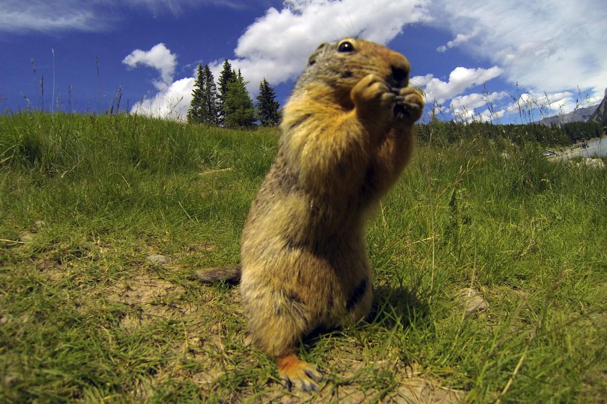 Cosa mangia la marmotta?