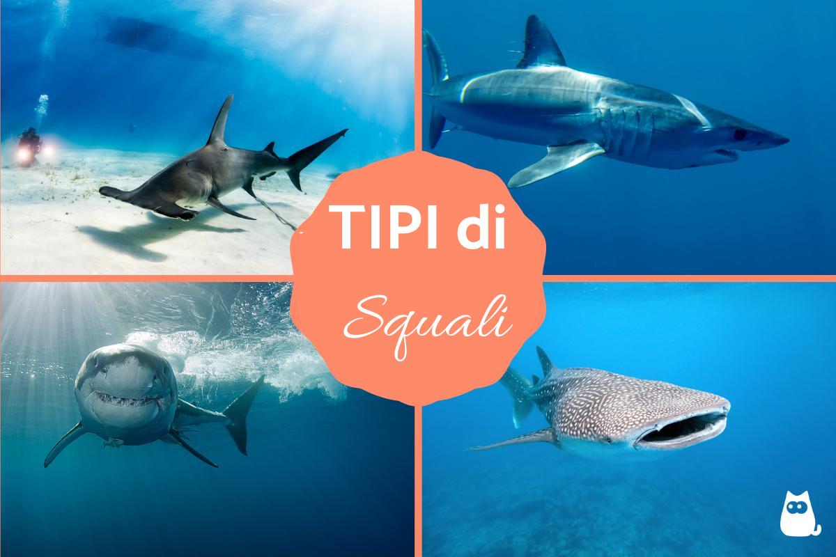 Gli squali più grandi del mondo