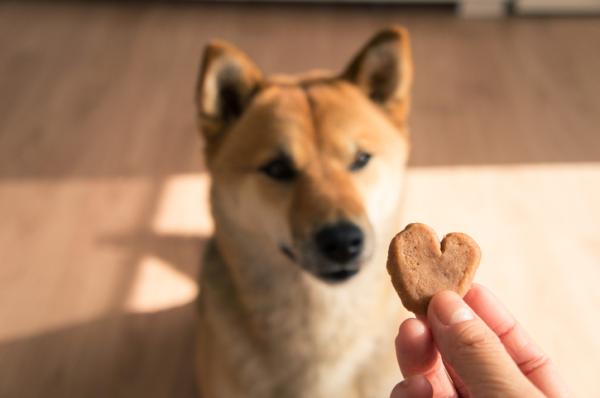 Ricette di biscotti per cani fatti in casa