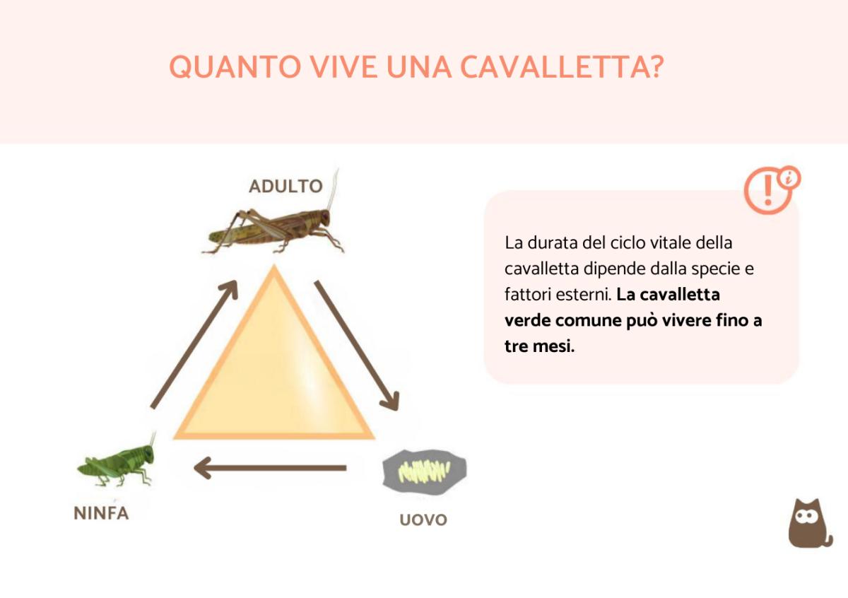 Quanto vive una cavalletta?