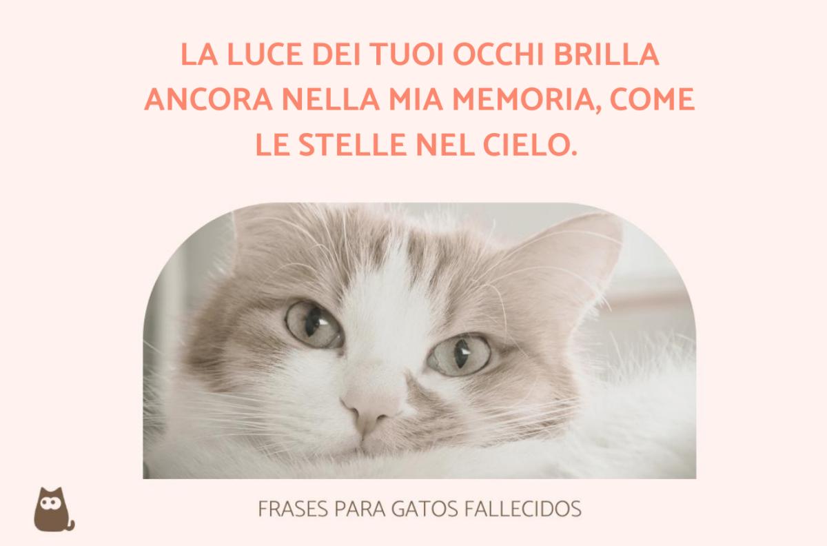 Frasi per la perdita del gatto morto