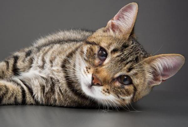 La terza palpebra nei gatti - Cause e come curarla