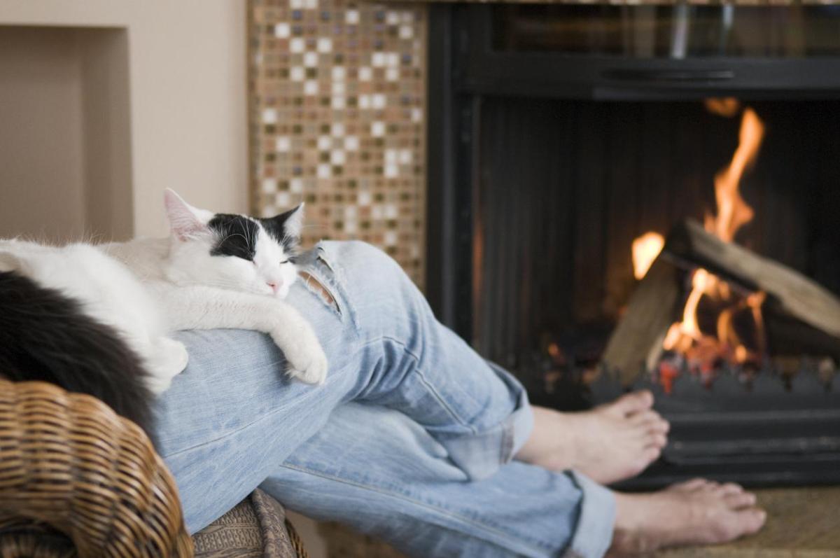 Perche il gatto dorme tra le gambe