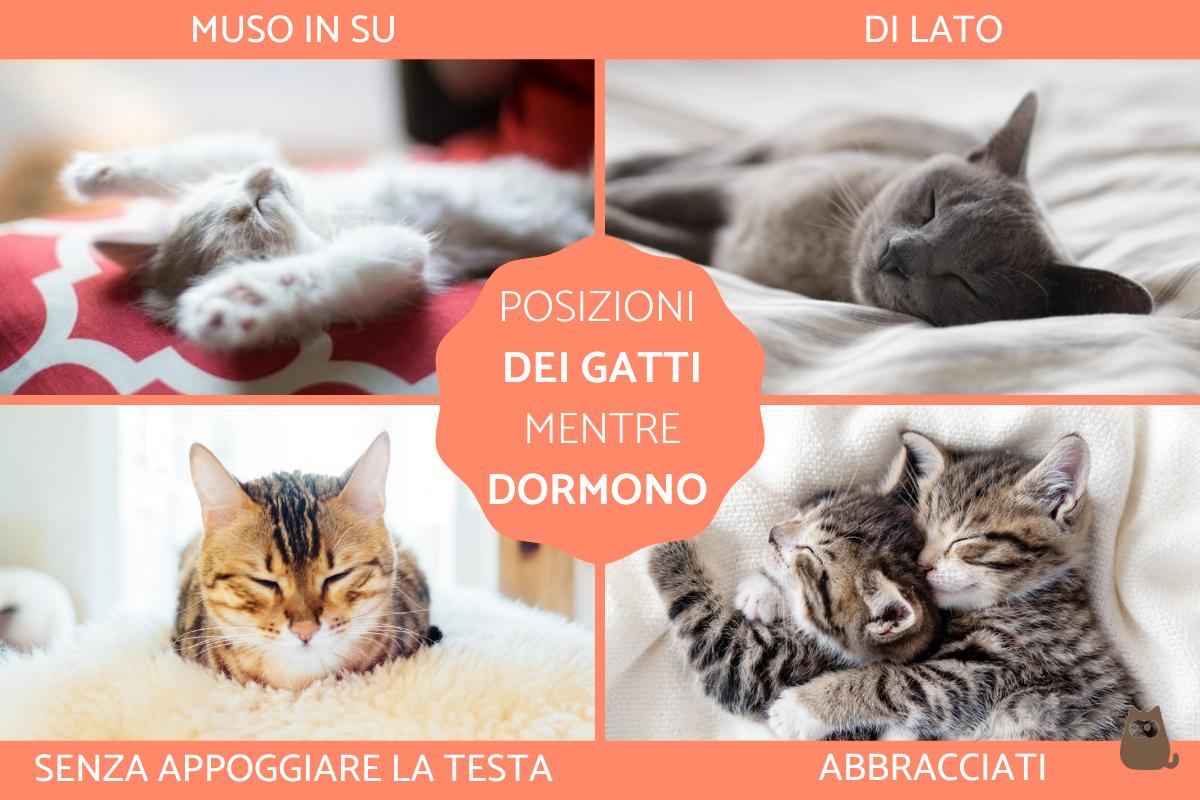 Posizioni del gatto quando dorme e il loro significato