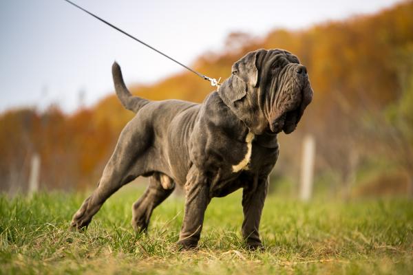 Tipi di mastino - 1. Mastino napoletano