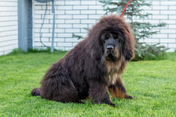 Tipi di mastino - 2. Mastino tibetano