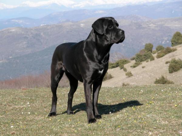 Tipi di mastino - 4. Mastino italiano