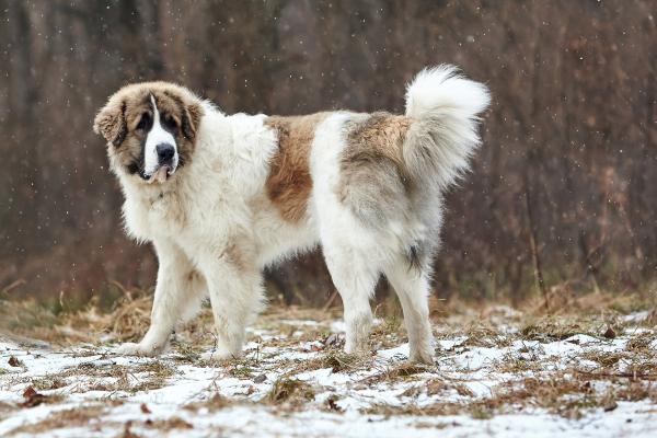 Tipi di mastino - 6. Mastino dei Pirenei