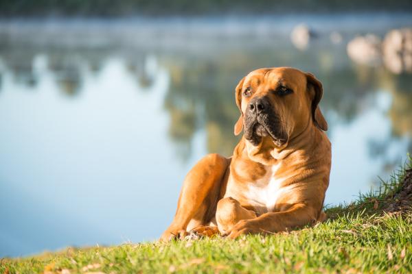 Tipi di mastino - 7. Boerboel
