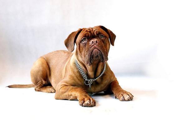 Tipi di mastino - 8. Mastino inglese o mastiff