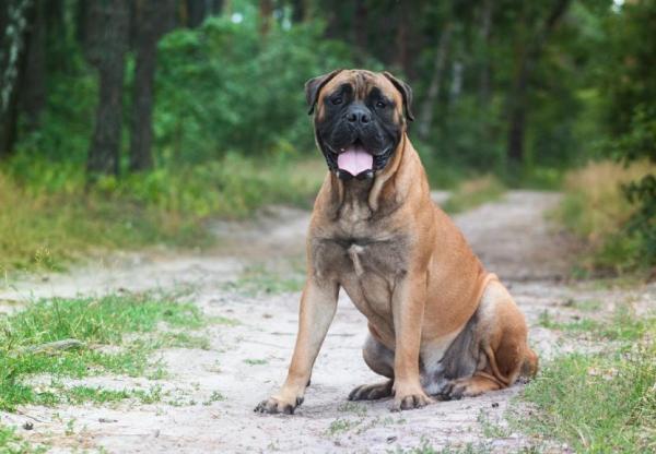 Tipi di mastino - Altri tipi di mastino non riconosciuti