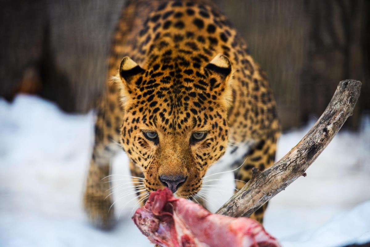 Cosa mangia il leopardo?